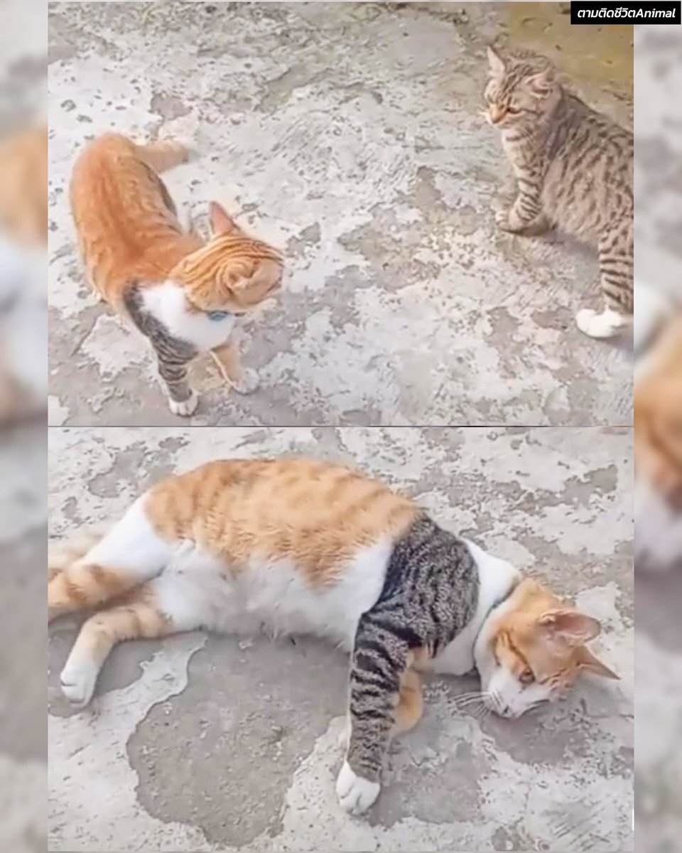 บักกี้ นั่นนายเหรอ 😳