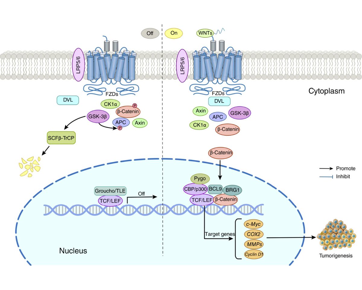 Molecular Cancer Research (@mcr_aacr) on Twitter photo Heading to the #AACR25 Major Symposium on #Ferroptosis? Read this recent <a href="/MCR_AACR/">Molecular Cancer Research</a> review to prepare ahead of time! doi.org/10.1158/1541-7… Heading to the #AACR25 Major Symposium on #Ferroptosis? Read this recent <a href="/MCR_AACR/">Molecular Cancer Research</a> review to prepare ahead of time! doi.org/10.1158/1541-7…