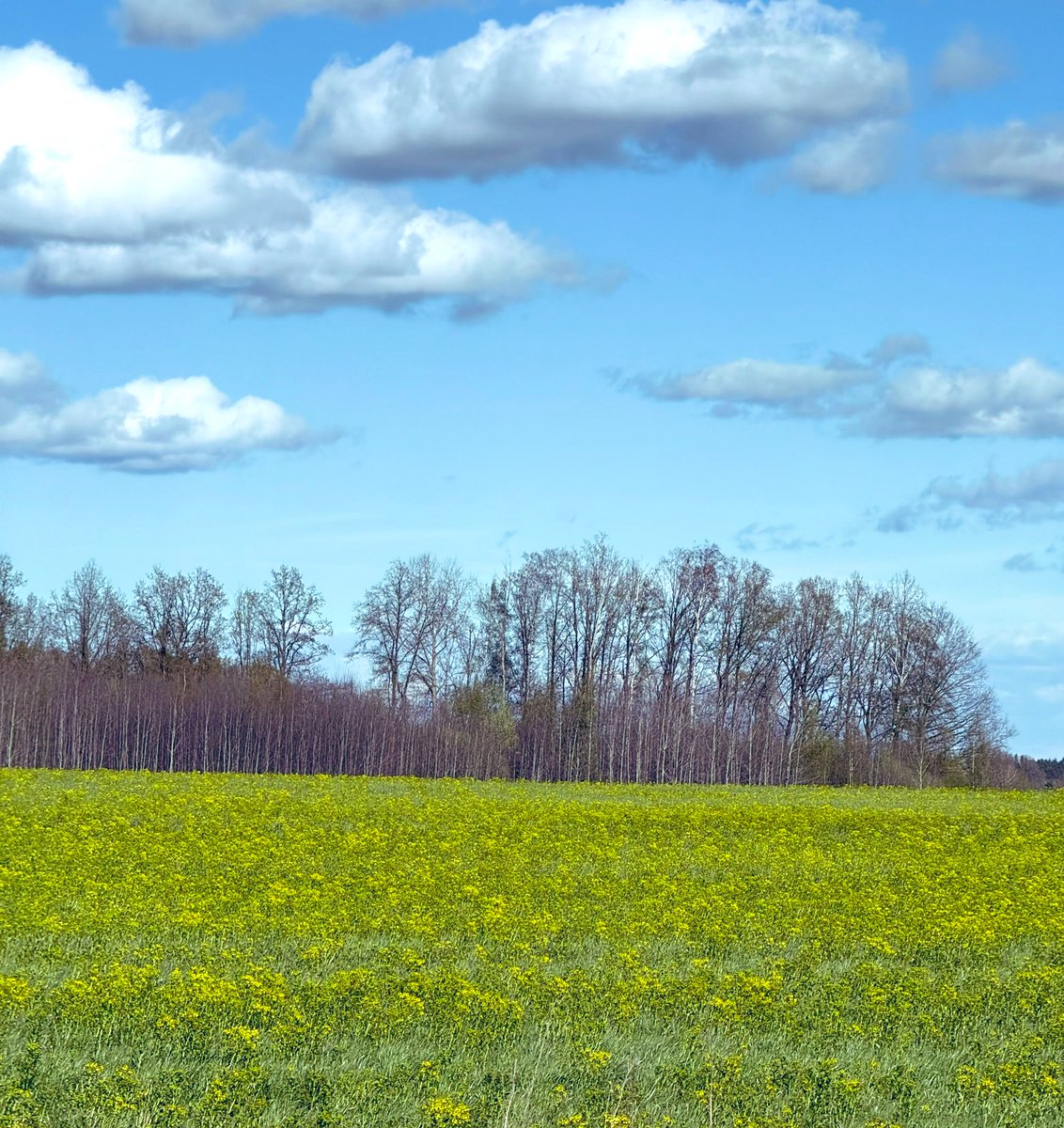 daiga_jz's tweet image. Mums Viņa IR visskaistākā🥰
#pavasaris
#krāsas
#🇱🇻