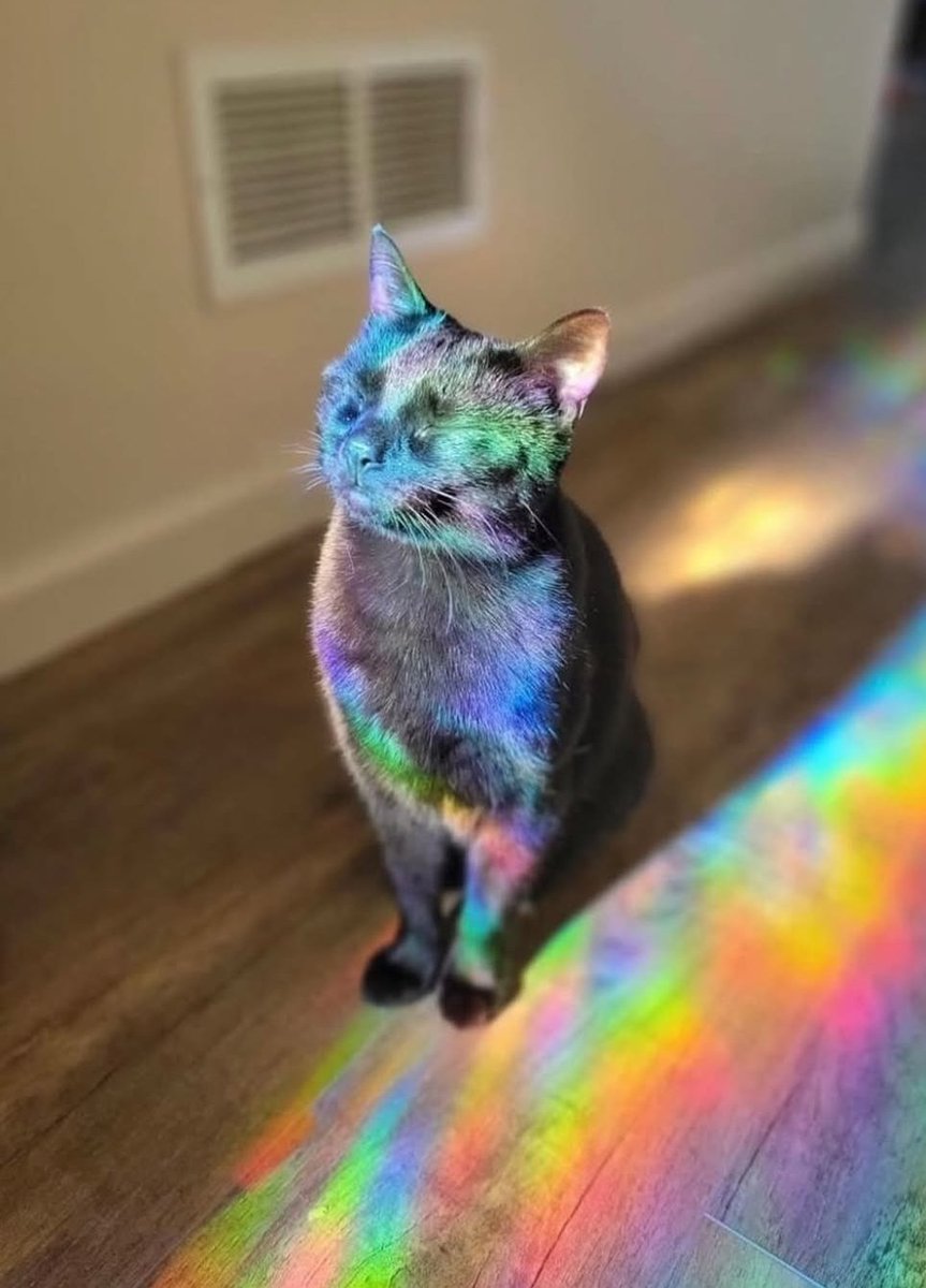 Sfigatto's tweet photo. I GATTI NERI: TUTTI I COLORI DELL'UNIVERSO https://t.co/MTckUK78AS