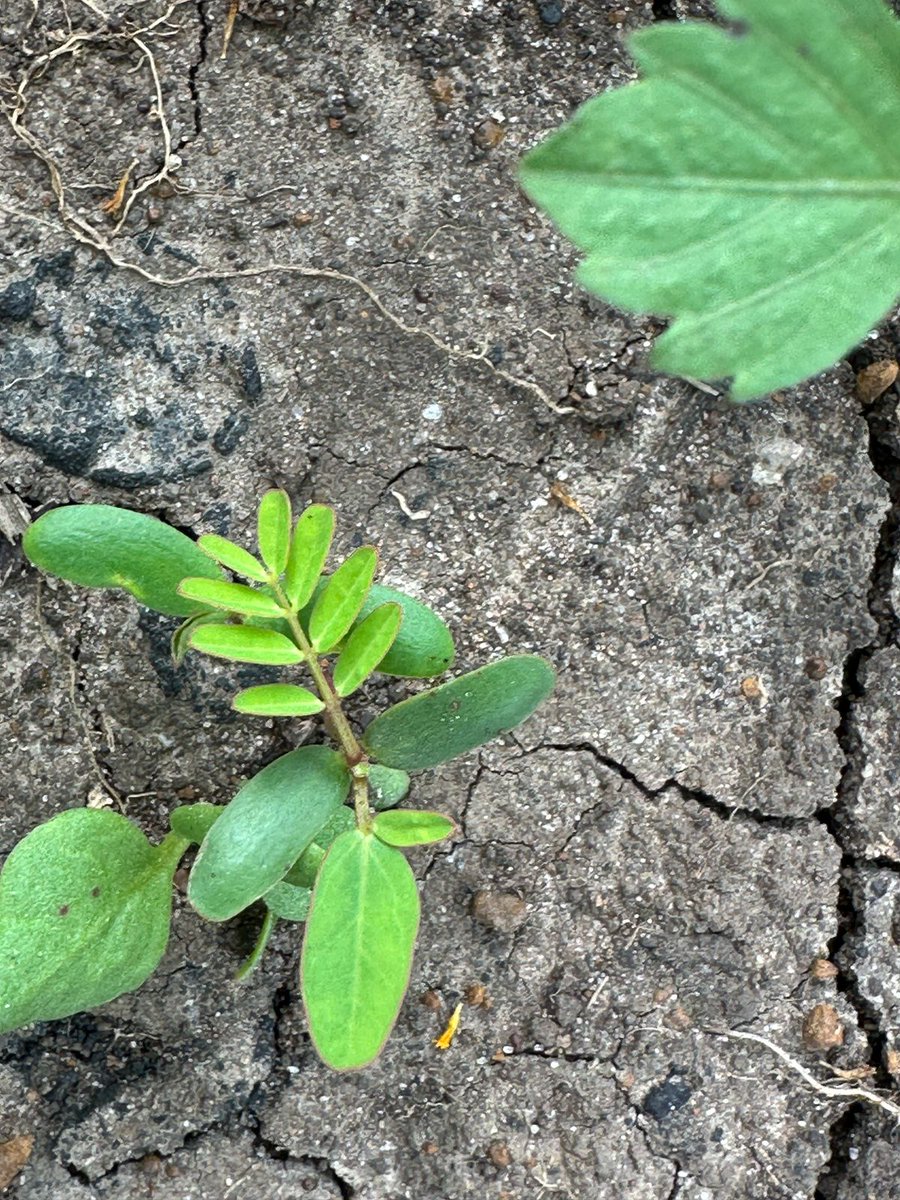 Cookswell Jikos and Seedballs Kenya (@cookswelljikos) on Twitter photo Then and Now - asante sana <a href="/MitiAlliance/">Miti Alliance</a> for these follow up photos of these seedballs coming up at one of your amazing school garden sites! 🌱😍 Then and Now - asante sana <a href="/MitiAlliance/">Miti Alliance</a> for these follow up photos of these seedballs coming up at one of your amazing school garden sites! 🌱😍