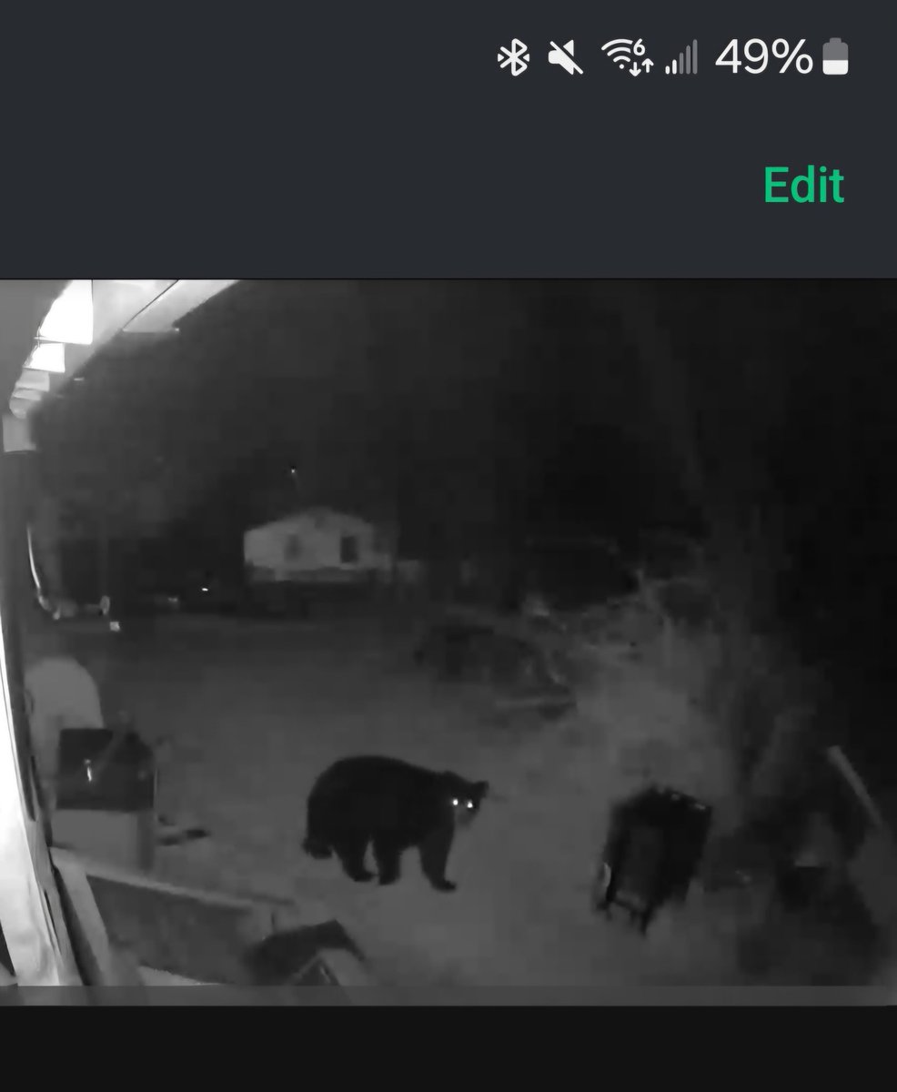 This bear better stop coming around here before he becomes a rug haha