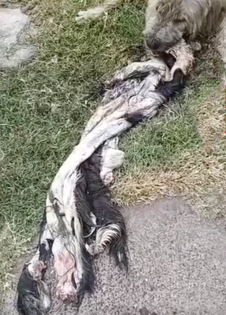 EXISTE UNA SOLUCIÓN PARA ENCONTRAR A ESTOS RESPONSABLES Y LA ESTAMOS EXPONIENDO EN EL INSTAGRAM DE FUNDACIÓN SUPERCAN

Te dejaremos el link 👇🏻

instagram.com/share/p/BAUEHc…