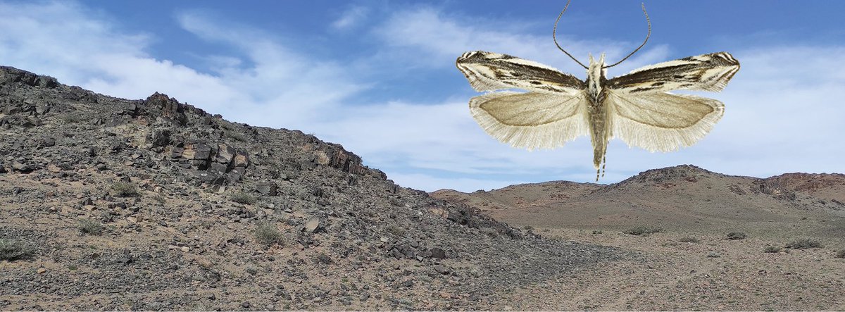 Nota Lepidopterologica tweet media