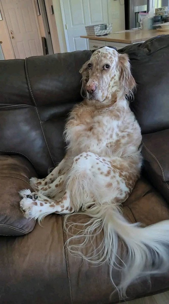 Beyond The Leash tweet media