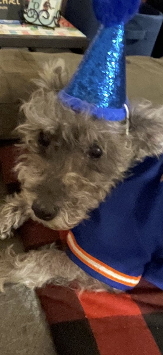 Daniel BOBO (@bobo103nyc) on Twitter photo Was i surprised when Mr. Mullunigan <a href="/MMullunigan/">Mr. Mullunigan</a> put on a birthday hat & licked my face & demanded a belly rub to wish me a Happy Birthday today. He’s the best buddy. Was i surprised when Mr. Mullunigan <a href="/MMullunigan/">Mr. Mullunigan</a> put on a birthday hat & licked my face & demanded a belly rub to wish me a Happy Birthday today. He’s the best buddy.
