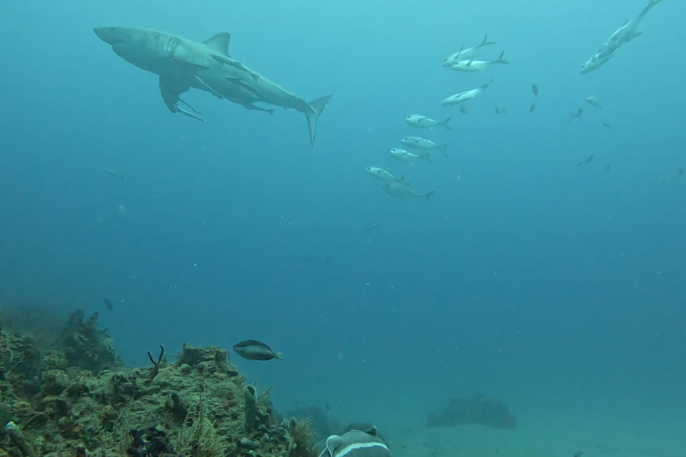 Atlantic Coast Fisheries News for the week of April 22nd: Upcoming ASMFC Spring Meeting, DNREC seeks ocean connection stories, and shark cam captures ocean encounter with a great white! Read the newsletter here: 
conta.cc/42QfpZc