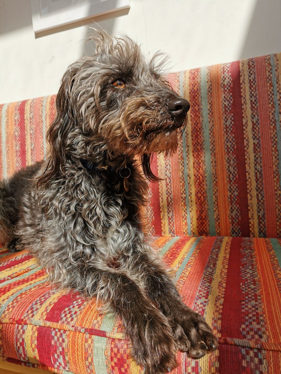 Handsome hirsute hound.
