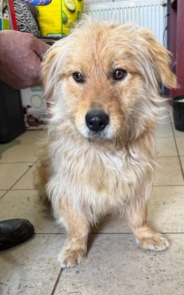 Pawprints to Freedom Rescue🐾 tweet media