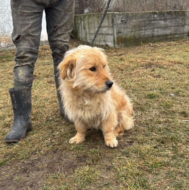 Pawprints to Freedom Rescue🐾 tweet media