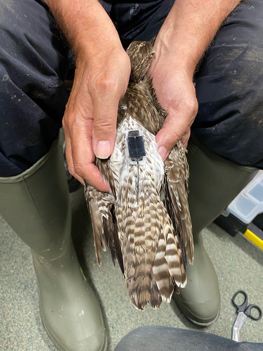 Our team have been working late this week GPS-tagging and colour-ringing Whimbrel as part of our long-running project looking at their use of the #LDV and surrounding feeding areas. Thanks as always to our great team for all the extra hours put in collecting this valuable data.