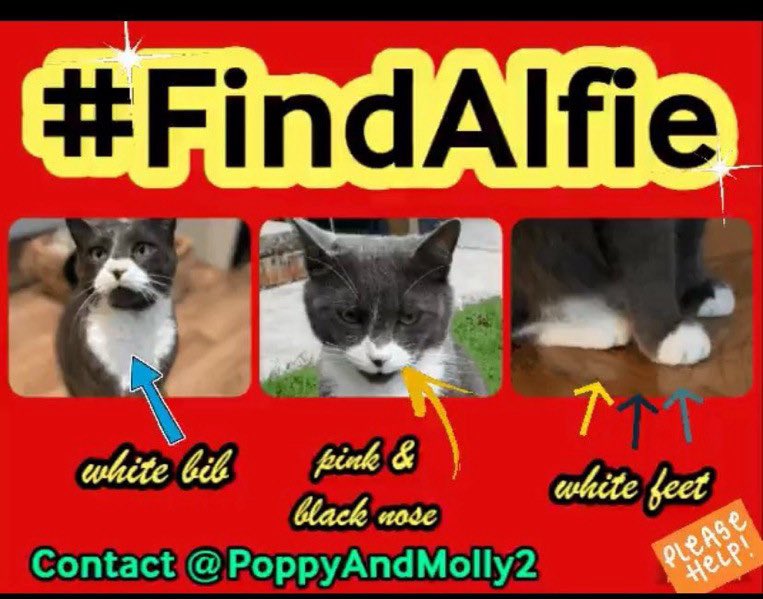 Dear pals 🚨 🚨 We now  think Alfie has probably  been stolen. Please can I ask you to keep raising awareness of him by reposting  and help get him home where he is loved and has  loads of pals he wants to come back to safely❤️ Publicity is key #FindAlfie #Churchdown #Gloucester