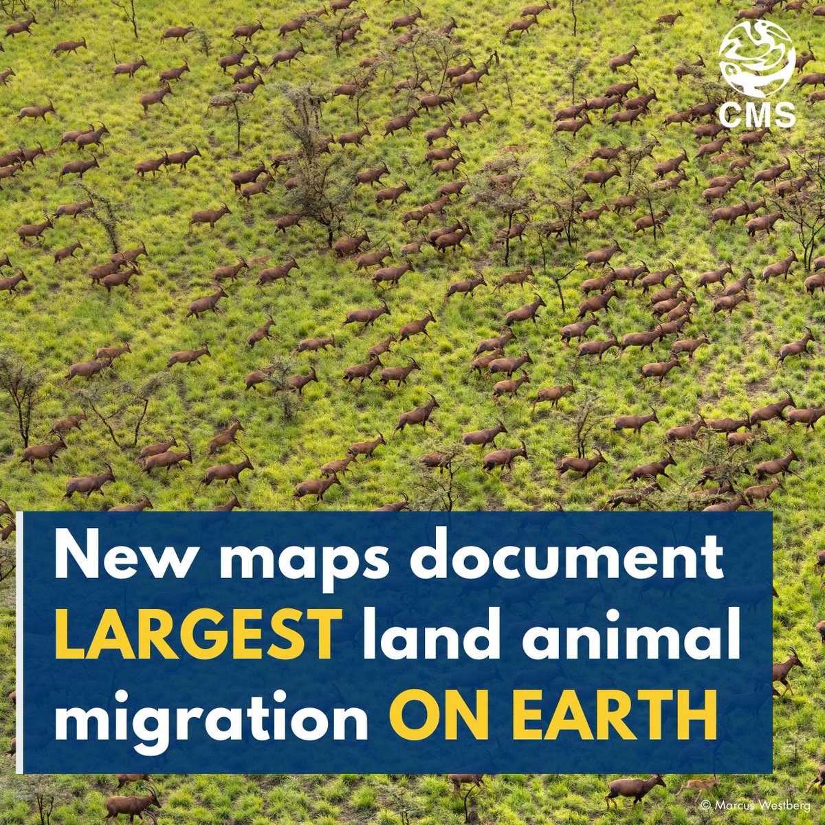 Convention on Migratory Species (CMS) (@bonnconvention) on Twitter photo 🚨 Just launched: new <a href="/migratinghooves/">Global Initiative on Ungulate Migration</a> maps of the Great Nile Migration, the biggest land-animal trek on Earth!
Over 5 million white-eared kob + 400K tiang roam 100,000 km² between South Sudan & Ethiopia. 🐾
View the maps and discover how they can steer wildlife-friendly 🚨 Just launched: new <a href="/migratinghooves/">Global Initiative on Ungulate Migration</a> maps of the Great Nile Migration, the biggest land-animal trek on Earth!
Over 5 million white-eared kob + 400K tiang roam 100,000 km² between South Sudan & Ethiopia. 🐾
View the maps and discover how they can steer wildlife-friendly