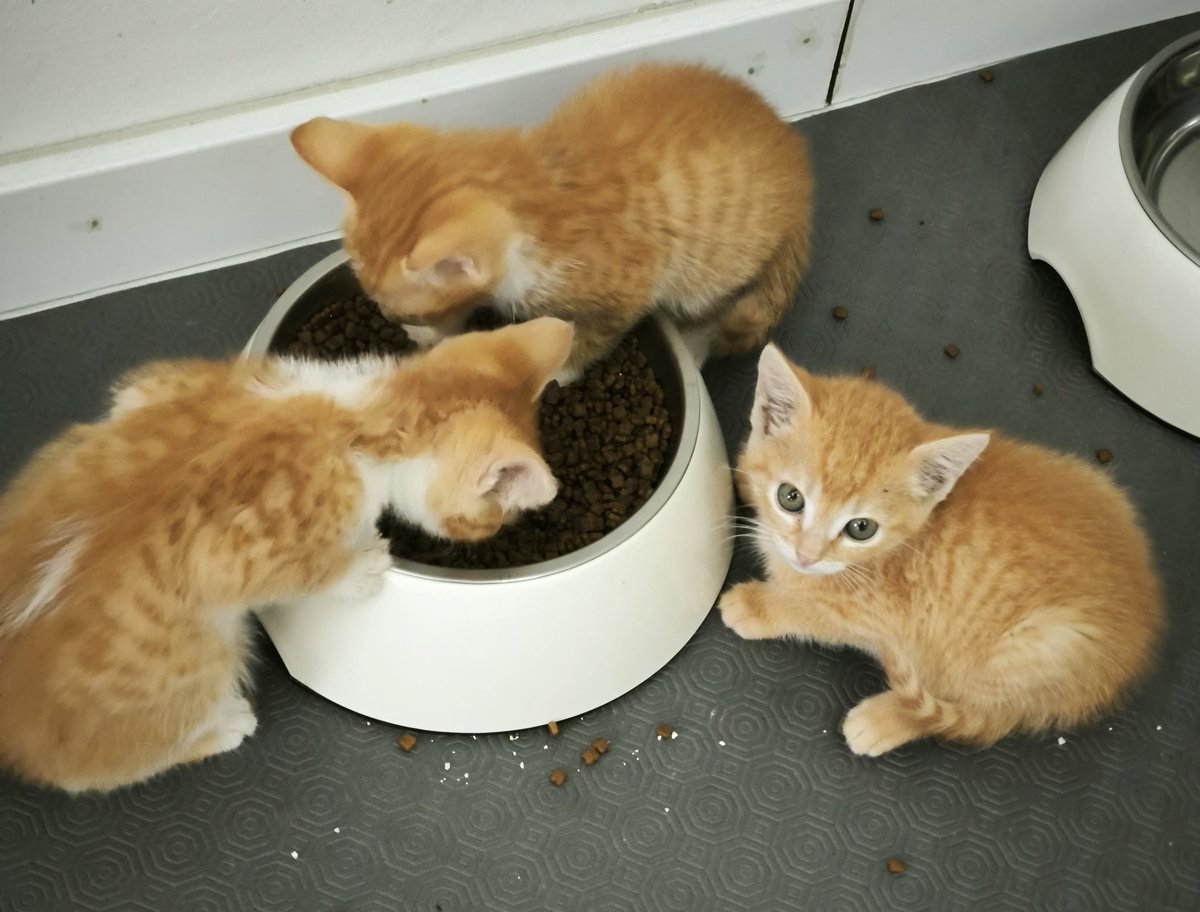 Três amarelinhos (um gato e duas gatas) já ambientados. Faltam os outros três que são mais bufões. Em breve para adoção responsável