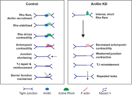 From MBoC
Anillin tunes contractility and regulates barrier function during Rho flare–mediated tight junction remodeling, by Ann Miller, @umich, et al.

molbiolcell.org/doi/10.1091/mb… #ASCB #CellBiology