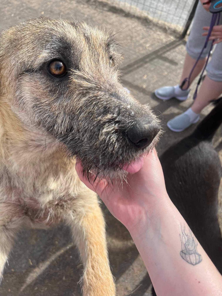 Rufus is still waiting 💔

He is such a friendly boy! He loves people and can live with kids 7+
Rufus is fine with other dogs, but would also love being the centre of your world!
He loves walks and affection ❤️

PLEASE help us find him a home! ❤️

Apply: pawprints2freedom.co.uk/apply-to-adopt…