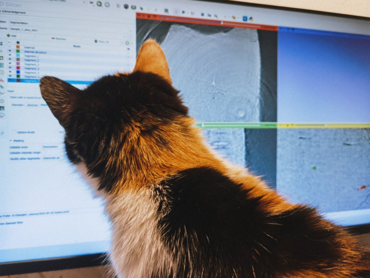 DarjaDankina's tweet image. 3d modeling in #process using Devonian ichthyofaunal material from 🇱🇹 #Lithuania
#tomography #model #cat #help