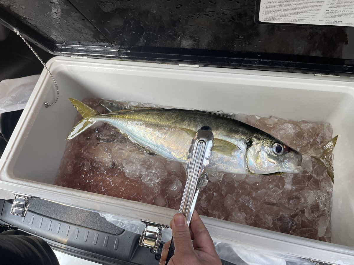 john5321john's tweet photo. 船釣りに連れて行ってもらい念願のギガアジをゲット🐟このサイズのアジはあったかいご飯と一緒に食べると脂が溶けて旨味が口の中で大爆発🤤うますぎて笑いが止まらないー😆 https://t.co/GGGSx3zE5E