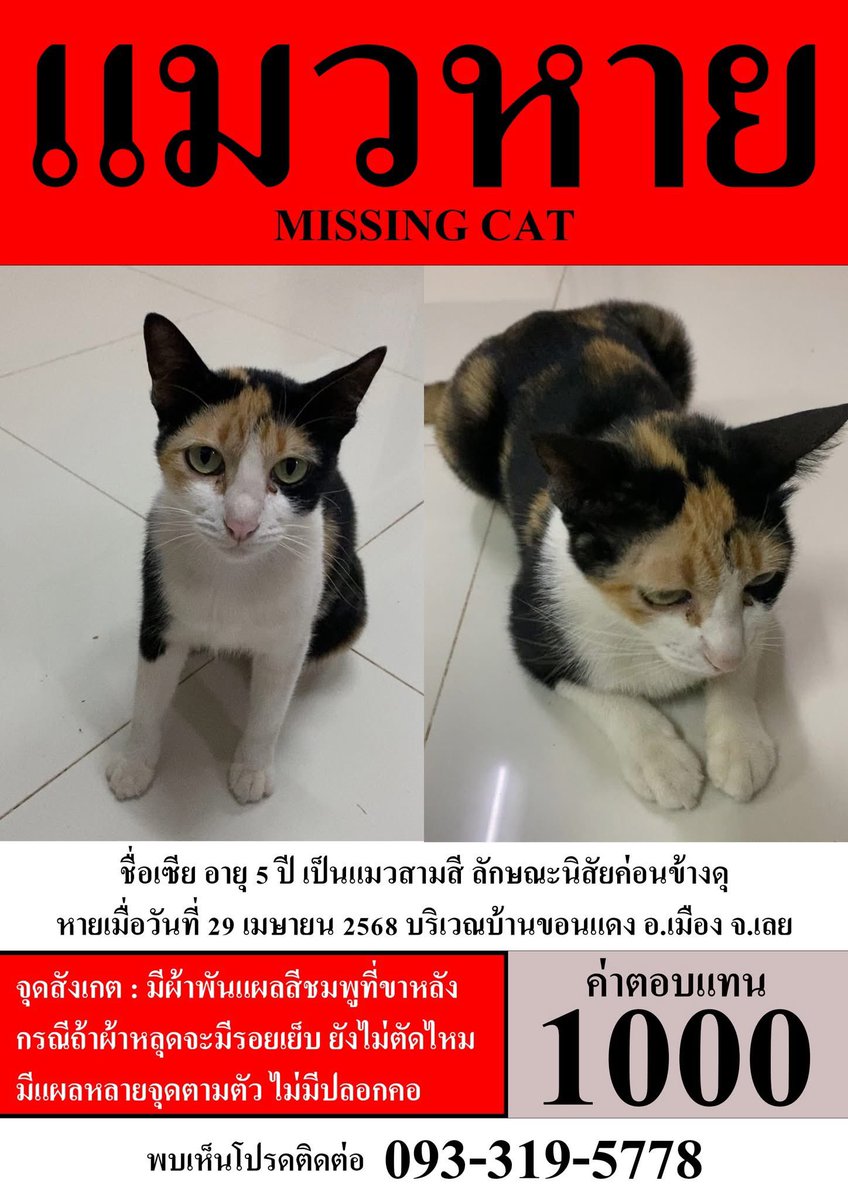 dream7mommy's tweet photo. Pls rt ขออนุญาตตามหาแมวหายค่ะ 

📍พิกัด อ.เมือง จ.เลย

แมวรุ่นน้องสาขาเราเองค่ะ

หากพี่ๆคนไหนเจอรบกวนติดต่อตามเบอร์ในรูปได้เลยนะคะ ขอบคุณค่ะ🙏🏻 https://t.co/1IcLlqc2nJ