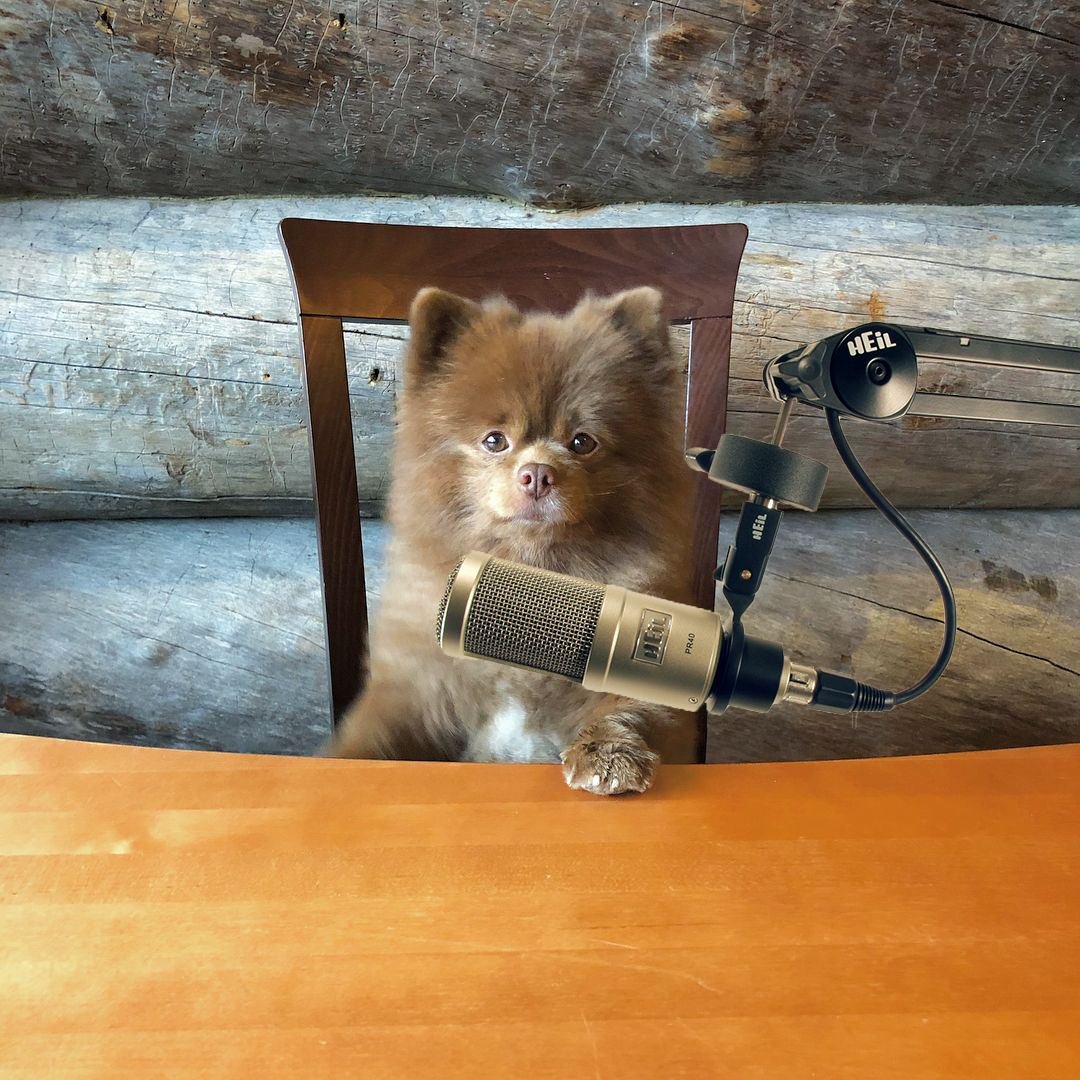 Bert 🧸 🐶 tweet media