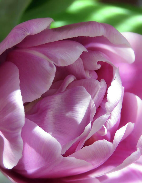 HurmerintaArt's tweet photo. A pink tulip opening up in the garden.
#flowerphotography
#tulips
#springishere
#springtulip
https://t.co/m9uU5uxGgc https://t.co/hMeN2NCwkn