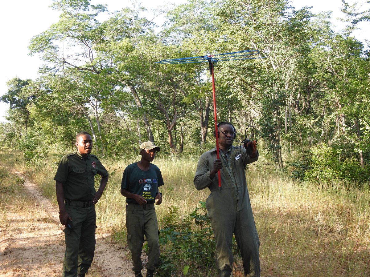 Survivor_Nyasulu (@carminevisuals) on Twitter photo In the wild, I followed rangers & researchers tracking painted dogs.
What I saw was dedication, science, and silence—all woven into the fight to protect the endangered.
#nature #photographer
<a href="/WildEarth/">WildEarth</a> <a href="/IFAWUK/">ifaw United Kingdom</a> <a href="/nature_org/">The Nature Conservancy</a> <a href="/ConserveZim/">ConserveZim</a> <a href="/World_Wildlife/">World Wildlife Fund</a> In the wild, I followed rangers & researchers tracking painted dogs.
What I saw was dedication, science, and silence—all woven into the fight to protect the endangered.
#nature #photographer
<a href="/WildEarth/">WildEarth</a> <a href="/IFAWUK/">ifaw United Kingdom</a> <a href="/nature_org/">The Nature Conservancy</a> <a href="/ConserveZim/">ConserveZim</a> <a href="/World_Wildlife/">World Wildlife Fund</a>