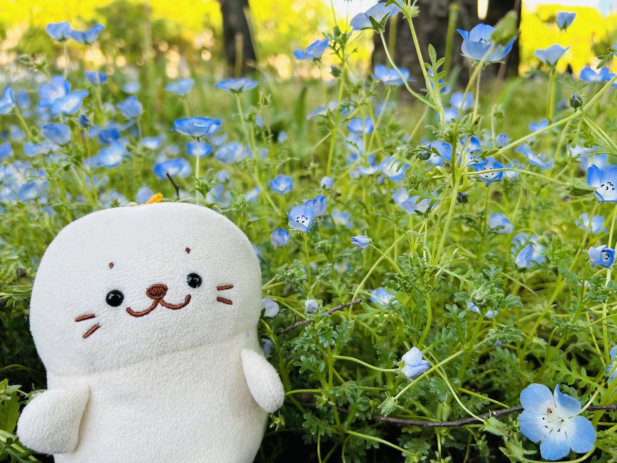 ネモフィラとしろたん