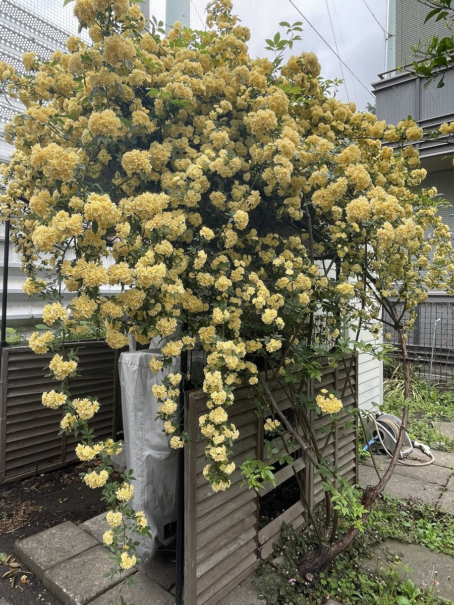 MyaH1120's tweet photo. 250430
4月，辛苦啦～
4月、お疲れ様でした！ https://t.co/RiVnXU2N6n