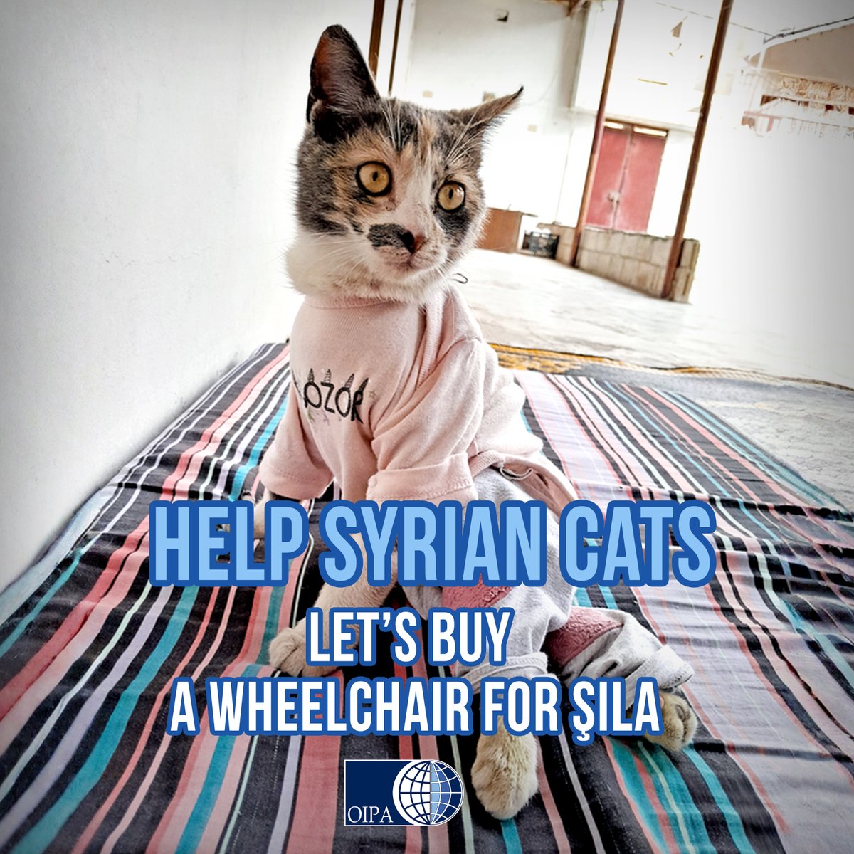 Şila needs a wheelchair!

👩‍🦼Şila is a nine month female cat and is disabled. Havin, a Syrian activist, is taking care of her, but she lacks funds for Şila and her little friends.

Every small donation can make a difference 💔 oipa.org/international/…