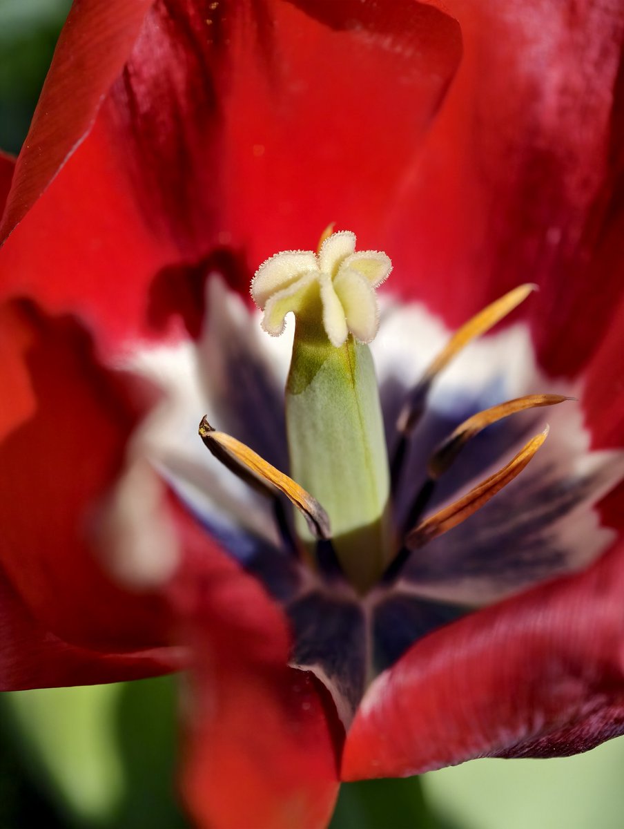 SimonSaysHypno's tweet photo. #VivoX200pro #PerfectShot #supermacro #NorthernIreland https://t.co/GiT0gMg2K7