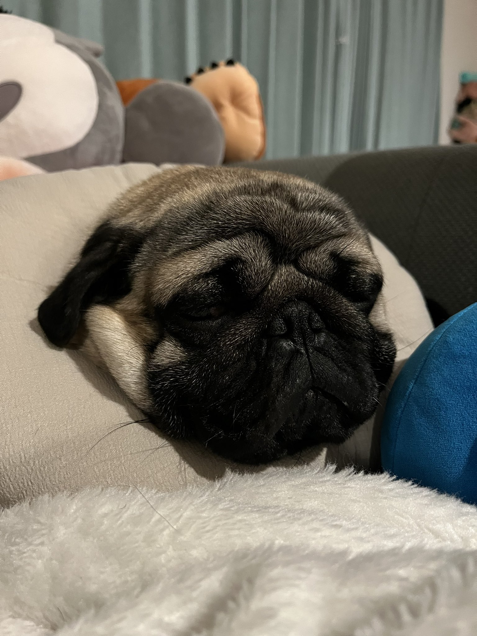 パグ犬 いのとつぶ吉の日常 (@pugpug_inosan) / X