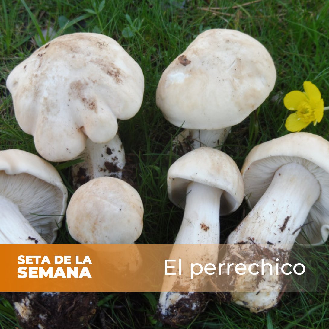 🍄Hoy os presentamos el #perrechico, una #seta de primavera que crece en zonas herbosas y húmedas, formando corros de brujas🧙

Se reconoce por su sombrero blanco o amarillo, su carne compacta y su aroma harinoso. Se debe recolectar con cuidado, evitando ejemplares inmaduros🧺