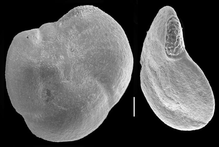 What a week, huh? For those who missed it, the Iberian Peninsula experienced a power outage this Monday that lasted 12 hours!
Luckily for us, this #MidweekMicrobe brings in an expert in alternative energy generation: the foraminifera Hauerina diversa🌿 ☀️ 

📷 François Le Coze
