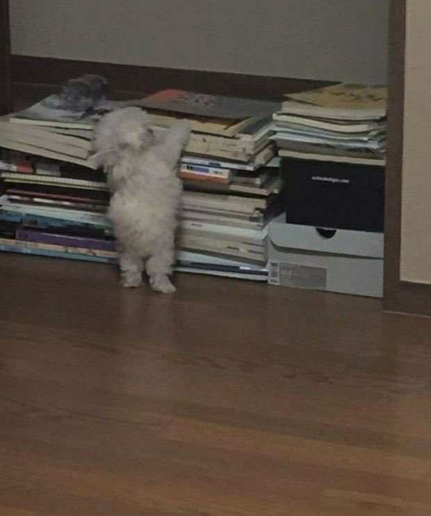 유명한까치발든말티즈짤 드디어앞모습공개됏다는데?