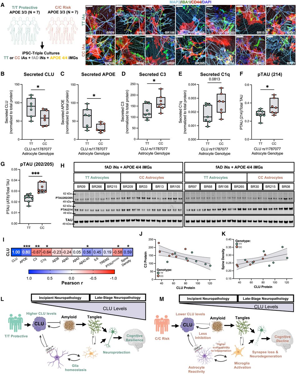 CLU alleviates Alzheimer’s disease-relevant processes by modulating astrocyte reactivity and microglia-dependent synaptic density: <a href="/NeuroCellPress/">Neuron</a>  cell.com/neuron/fulltex…