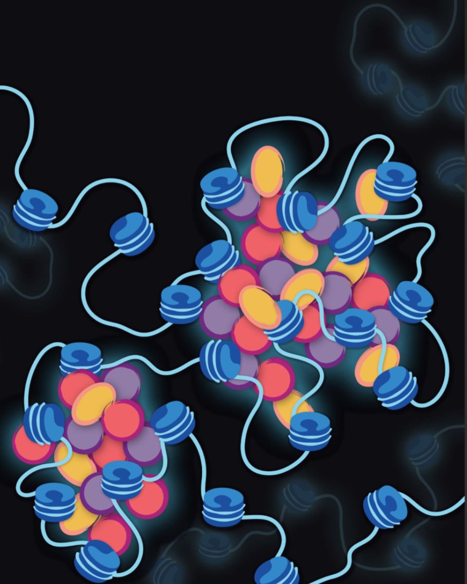 Cancer Discovery (@cd_aacr) on Twitter photo Attending the #AACR25 Major Symposium on Biomolecular Condensates in Cancer? Read recent work by session chair <a href="/LilingWanLab/">Liling Wan</a> showing that condensate-promoting mutations are drivers of tumorigenesis brnw.ch/21wSk2M Attending the #AACR25 Major Symposium on Biomolecular Condensates in Cancer? Read recent work by session chair <a href="/LilingWanLab/">Liling Wan</a> showing that condensate-promoting mutations are drivers of tumorigenesis brnw.ch/21wSk2M