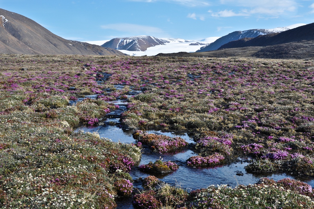 🗻Las plantas del Ártico reaccionan de forma inesperada al #cambioclimático

🍃Investigadores del #CSIC participan en un estudio que, tras décadas de trabajo, revela grandes cambios en el tipo, la abundancia y el crecimiento de la vegetación ártica

👉tiny.cc/t5zh001