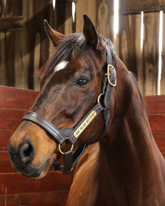 On Homecoming Week it's only fitting that we announce the arrival of a new champion to the farm - 2015 Eclipse Award Champion Grass Horse Big Blue Kitten, who turns 17 today!

The earner of $3 million arrived exactly a week before his birthday. Learn more👉oldfriendsequine.org/old-friends-we…