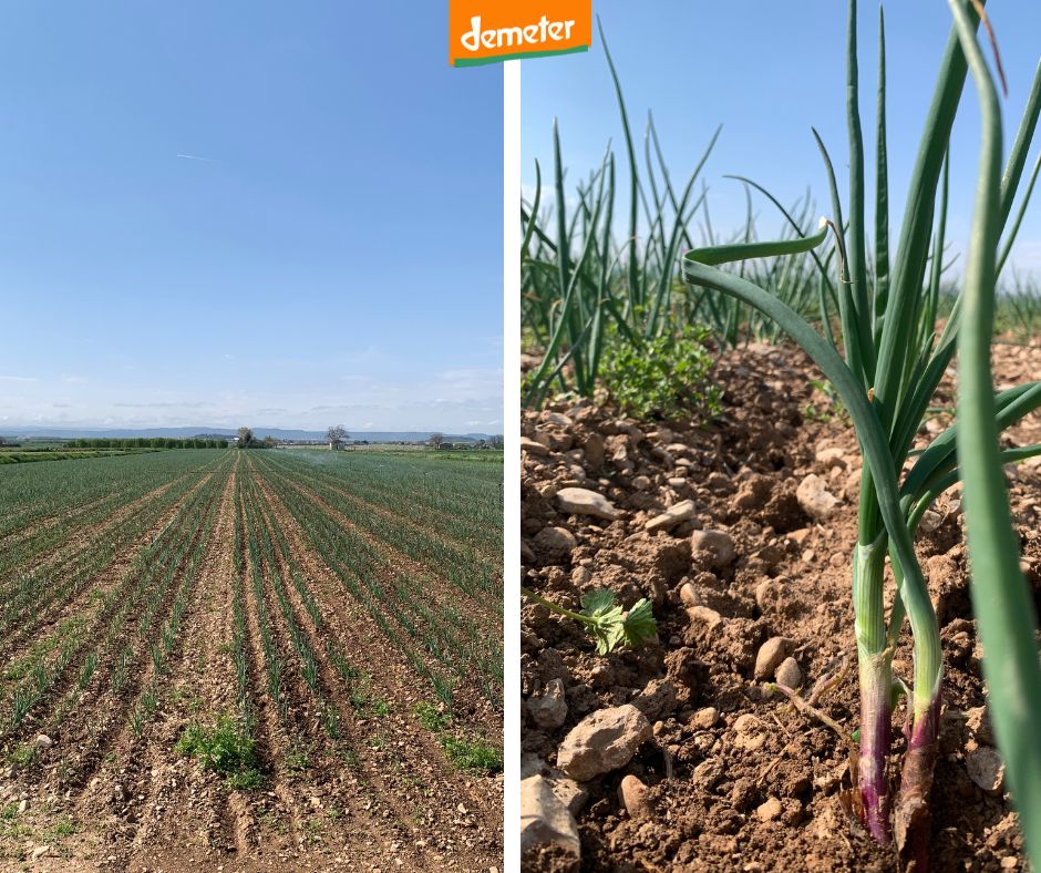 calvallseco's tweet photo. 🧅Aquí tenim la nostra parcel·la de cebes fàbula, d’agricultura ecològica i biodinàmica! / Aquí tenemos nuestra parcela de cebollas fábula, de agricultura ecológica y biodinámica!
.
#calvalls #cebavermella #cebollaroja #cebafabula #agriculturaecologica #agriculturabiodinamica https://t.co/aguYpjlRYI