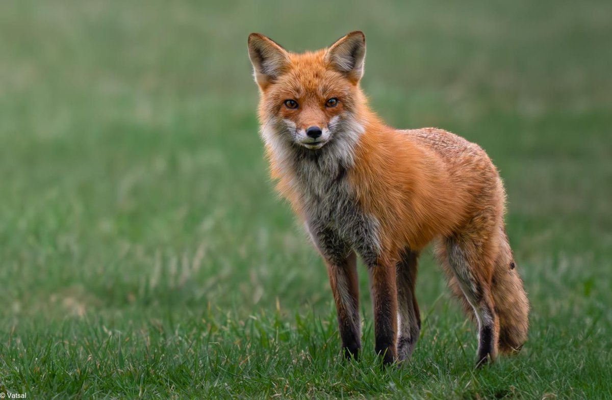 nikonownermag's tweet photo. This gorgeous shot of a red fox was taken by @that.wandering.nomad We love it for the natural intensity of its colours and the elegance of the fox so beautifully captured by the photographer.
#nikonowners #nikonnature #nikonoutdoors #animalphotography #redfox #wildlife https://t.co/R8Jmk9rcql