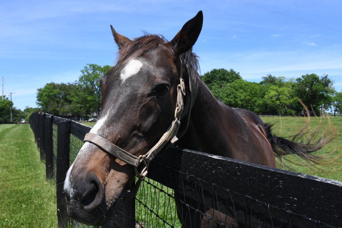We promise the rumors you're hearing of a big birthday bash tonight aren't actually a rumor - the farm is celebrating RUMOR HAS IT's 24th birthday once the humans head home!

Photo © Laura Battles