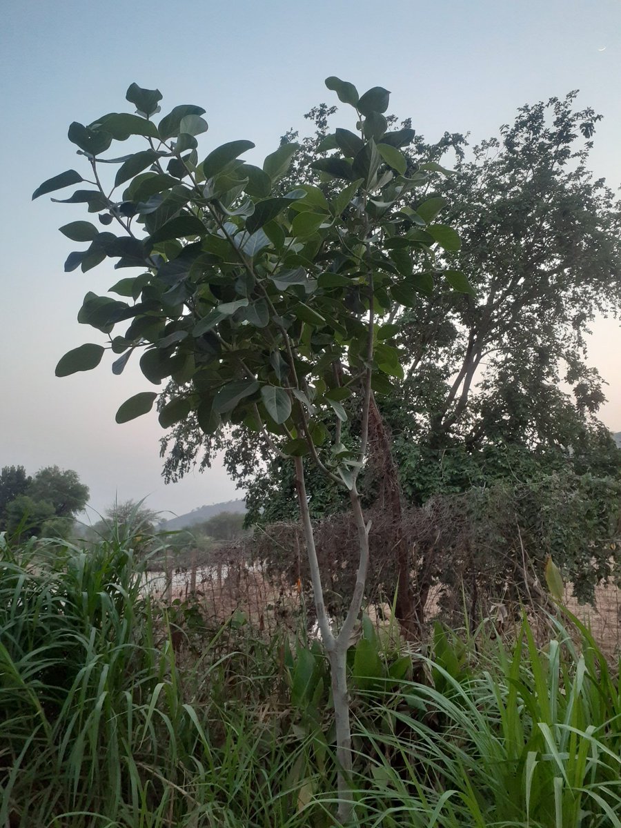 bhanurajggc's tweet photo. वर्षों पहले अपने हाथों से एक बरगद का पौधा लगाया था — न किसी दिखावे के लिए, न किसी पुरस्कार के लिए — बस प्रकृति से एक छोटा सा जुड़ाव निभाने के लिए।
आज वह पौधा एक वृक्ष बनकर खड़ा है, छांव देता है, ऑक्सीजन देता है, पक्षियों का घर बन गया है। https://t.co/5CmvQfgDGo
