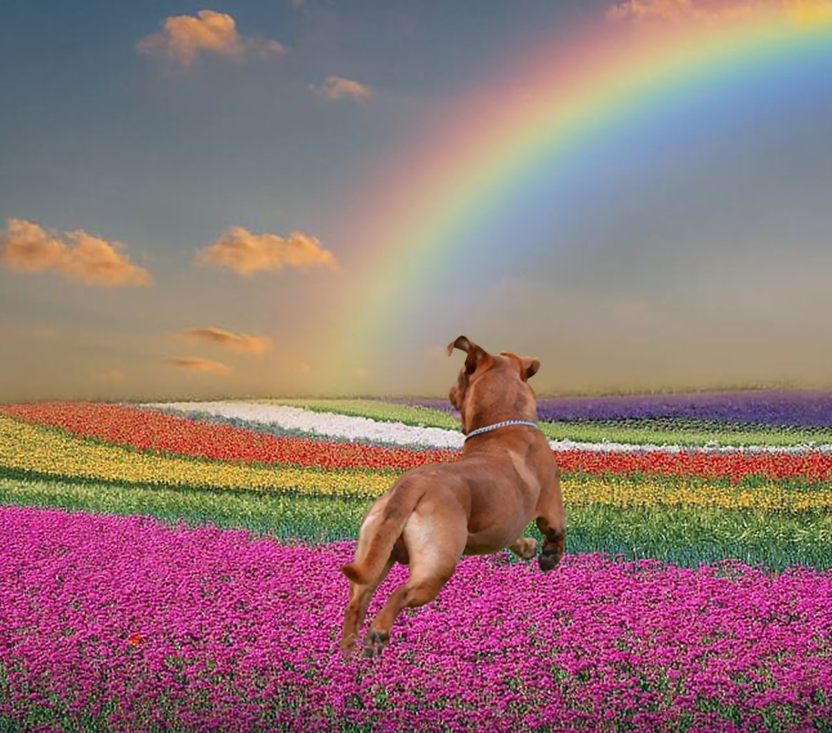 Stanley Coren tweet media