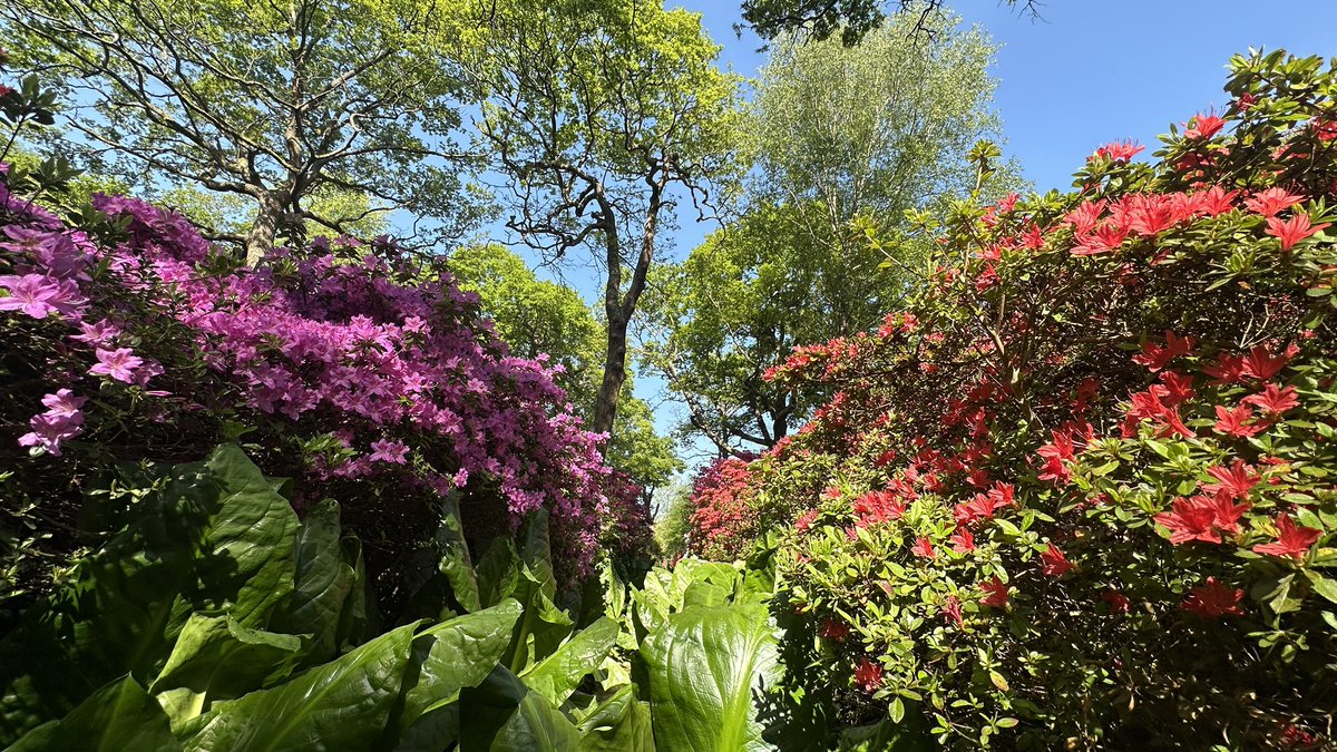 Isabella Plantation 30/04/25 🌺🌸🌺🌸🌺🌸🦆
<a href="/theroyalparks/">The Royal Parks</a> <a href="/FRPTweets/">Friends of Richmond Park</a> <a href="/Visit_Richmond1/">VisitRichmond</a> #isabellaplantation #richmondpark #london #WednesdayMotivation