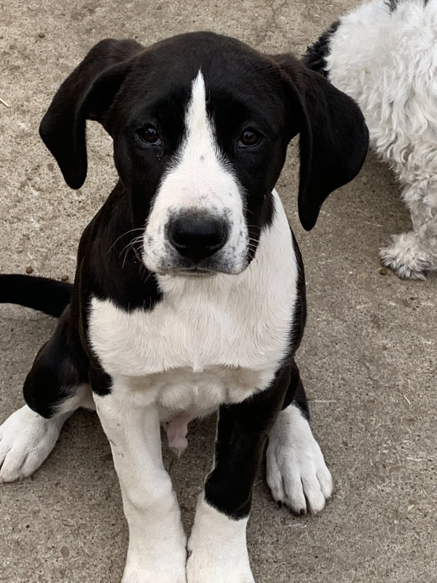 Hi there! My name is Oyster, and I’m a 3-month-old handsome black-and-white pup with long legs and an even longer list of reasons to fall in love with me. I'm still growing, and it looks like I’m going to be a big dog—more of me to love, right?
I absolutely adore people and get