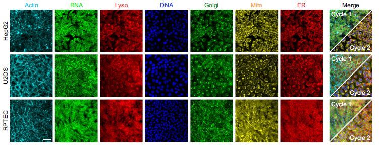 🚀New Paper alert! 🚀 
Here is a paper from Elena von Coburg et al -- where they use Cell Painting PLUS (CPP), which uses iterative staining-elution cycles to multiplex fluorescent dyes, improving organelle-specificity and phenotypic diversity. 
nature.com/articles/s4146…