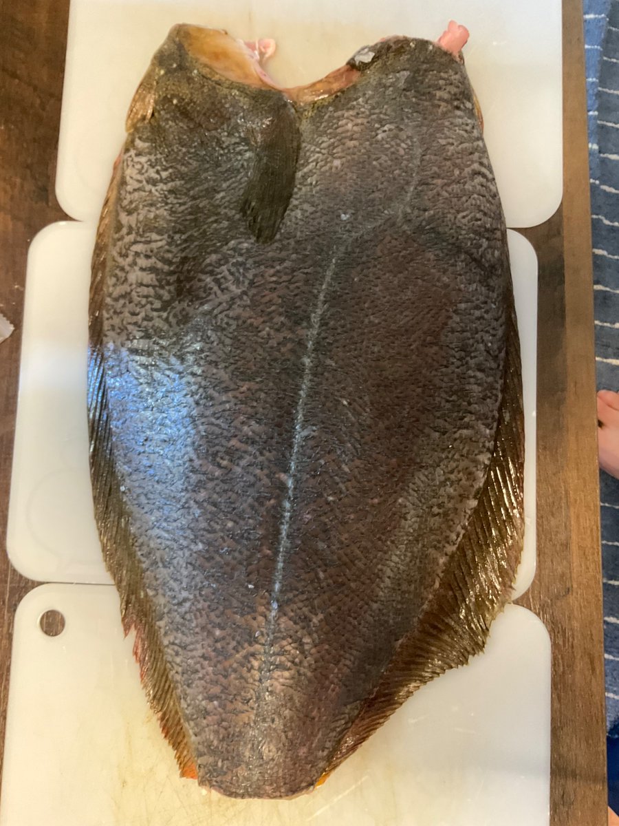 先週は新歓でヒラメを出しました

来週5/10(土)はシュールストレミングの予定です。