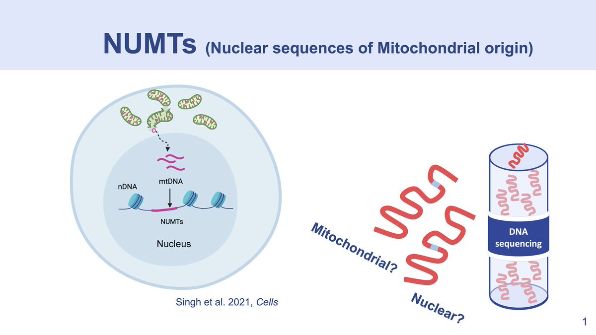 Edmundo Torres-González (@edmundotogo) on Twitter photo <a href="/MakovaLab/">Kateryna</a> <a href="/PennStateBio/">Penn State Biology</a> <a href="/huckinstitutes/">Huck Institutes</a> <a href="/PSUScience/">Penn State Eberly College of Science</a> <a href="/mitoPR/">Dr. Maria A Nieves-Colón</a> <a href="/UMNAnthropology/">UMN Anthropology</a> <a href="/umnmedschool/">UMN Medical School</a> <a href="/UMNPsych/">UMN Psychology</a> We also just released our most recent project "Nuclear Mitochondrial Sequences in Great Ape Telomere-to-Telomere Genomes" in bioRXiv: doi.org/10.1101/2025.0…. A collaboration with Marzia Cremona, Jessica Storer, Mario Ventura, Rachel O'Neill, and <a href="/MakovaLab/">Kateryna</a>! <a href="/MakovaLab/">Kateryna</a> <a href="/PennStateBio/">Penn State Biology</a> <a href="/huckinstitutes/">Huck Institutes</a> <a href="/PSUScience/">Penn State Eberly College of Science</a> <a href="/mitoPR/">Dr. Maria A Nieves-Colón</a> <a href="/UMNAnthropology/">UMN Anthropology</a> <a href="/umnmedschool/">UMN Medical School</a> <a href="/UMNPsych/">UMN Psychology</a> We also just released our most recent project "Nuclear Mitochondrial Sequences in Great Ape Telomere-to-Telomere Genomes" in bioRXiv: doi.org/10.1101/2025.0…. A collaboration with Marzia Cremona, Jessica Storer, Mario Ventura, Rachel O'Neill, and <a href="/MakovaLab/">Kateryna</a>!