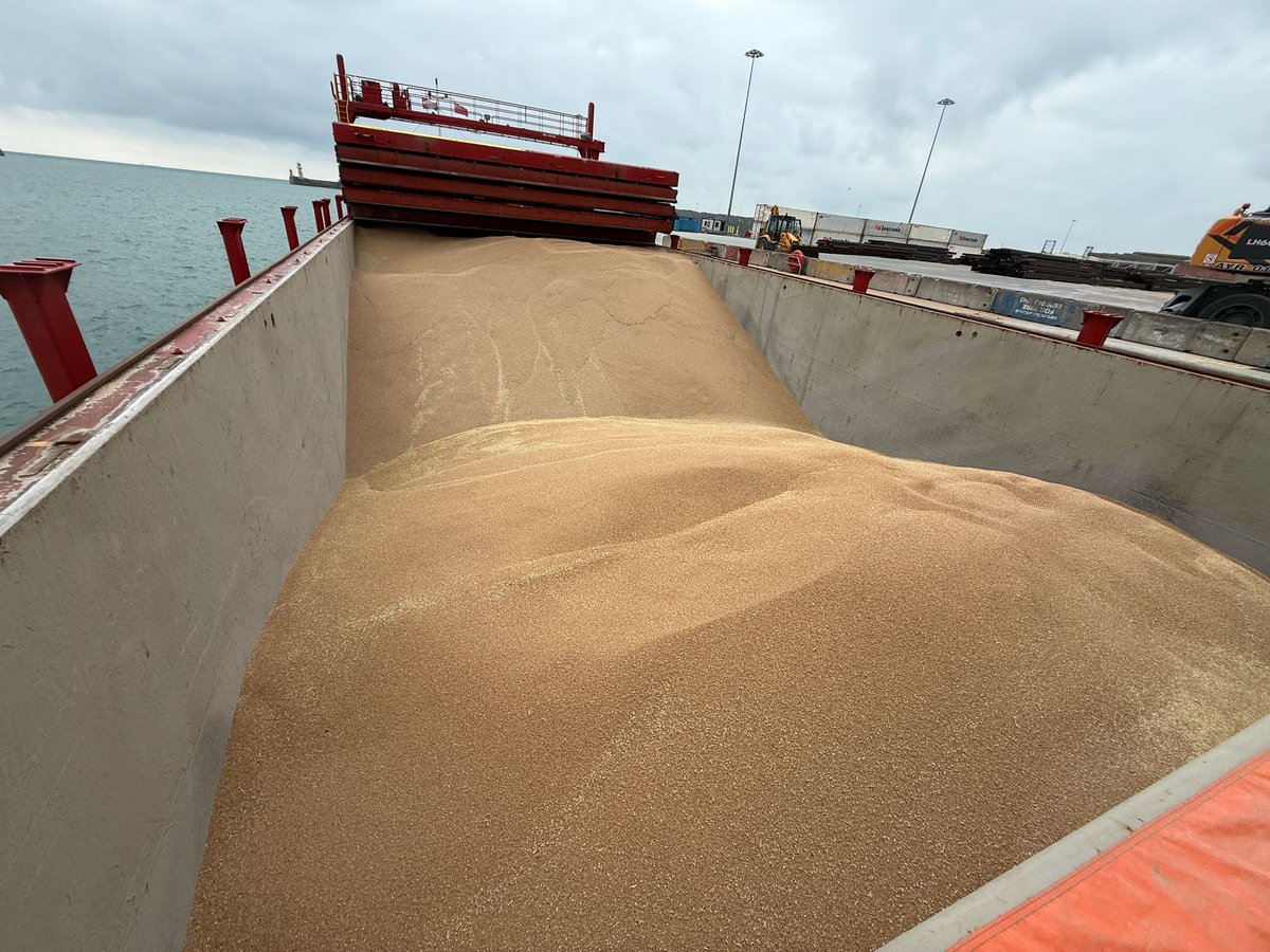 ADM Agriculture Ltd (@admagriculture) on Twitter photo 🚢 Loaded the Eems Ranger at <a href="/Port_of_Dover/">Port of Dover</a> with 4,190.90mt of UK feed wheat!
Thanks to <a href="/Barhamlabservi1/">Barham Lab Services</a> & <a href="/SGS_SA/">SGS</a> for quality assurance and JST Services Limited for expert loading. 🇳🇱 Bound for ADM Netherlands!
#GrainTrade #Agriculture #ADMAgriculture 🚢 Loaded the Eems Ranger at <a href="/Port_of_Dover/">Port of Dover</a> with 4,190.90mt of UK feed wheat!
Thanks to <a href="/Barhamlabservi1/">Barham Lab Services</a> & <a href="/SGS_SA/">SGS</a> for quality assurance and JST Services Limited for expert loading. 🇳🇱 Bound for ADM Netherlands!
#GrainTrade #Agriculture #ADMAgriculture