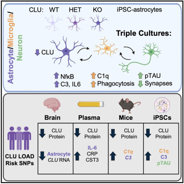 Online now:  CLU alleviates Alzheimer’s disease-relevant processes by modulating astrocyte reactivity and microglia-dependent synaptic density dlvr.it/TKT36h